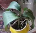 Kleine Orchidee.webp
