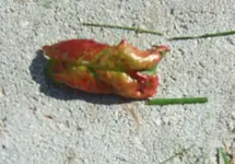 Blatt.webp