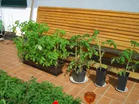 Bild 671.webp