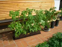 Bild 676.webp