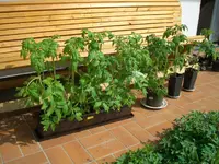 Bild 677.webp