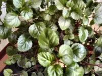 unbekannt 025.webp