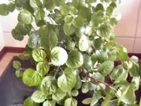 unbekannt 028.webp