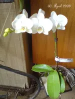 Phalaenopsis.webp