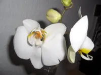 (08)_Orchidee_1024x768.webp