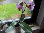 (09)_Orchidee_1024x768.JPG