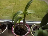 (26)_Orchidee_1024x768.webp