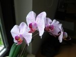 (27)_Orchidee_1024x768.JPG