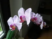 (27)_Orchidee_1024x768.webp