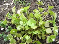 IMG_0495a.webp