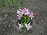 lilie-rosa.webp