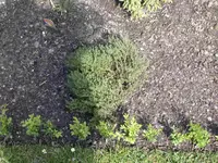 DSCN3960.webp