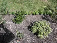 DSCN3961.webp