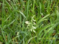 Rollrasen am 1.5.08 (2).webp