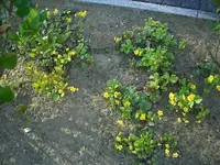 CIMG0046.webp
