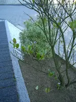 CIMG0047.webp