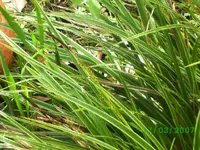 gras.webp