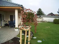 blutbuche.webp