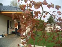 blutbuche2.webp