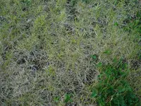 Rasen 003.1.webp