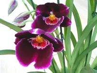 Bild 247.webp