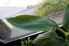 klein_20080503_0117.webp