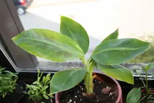 klein_20080503_0119.webp