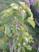 IMAG0520.webp