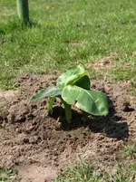 gartenbanane.webp