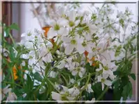 unbekannt1.webp