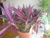 unbekannte_Pflanze01.webp