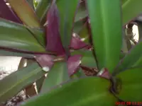 unbekannte_Pflanze03.webp