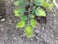 Tomate.webp