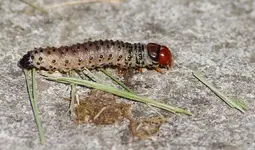 wurm.webp