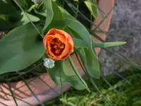 DSCN3986.webp