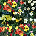 Tulpen oben.webp