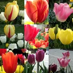 collage15.webp