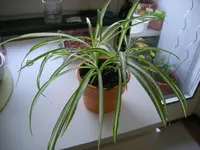 DSCN0314.webp