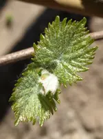 wein1.webp