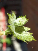 wein2.webp