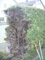 thuja2.webp