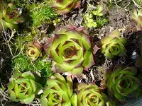7433166120233_0_ALB.webp