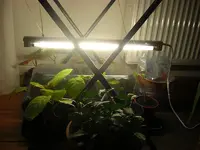 Pflanzenlampe4.webp