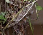 DSC09144.jpg