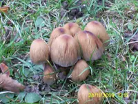 PIC_0081.webp
