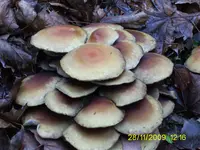 PIC_0082.jpg