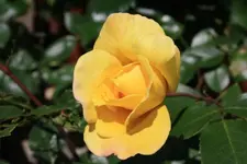 Sommerblumen (11).webp