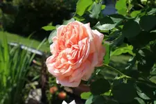 Sommerblumen (12).webp