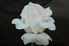 Sommerblumen 1.webp