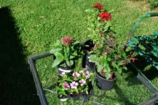 Einkauf Salvia, Pentas,Vinca Ende November.webp